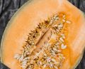 10 seeds of muskmelon kitchen garden. 