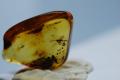 Amber Stone. 