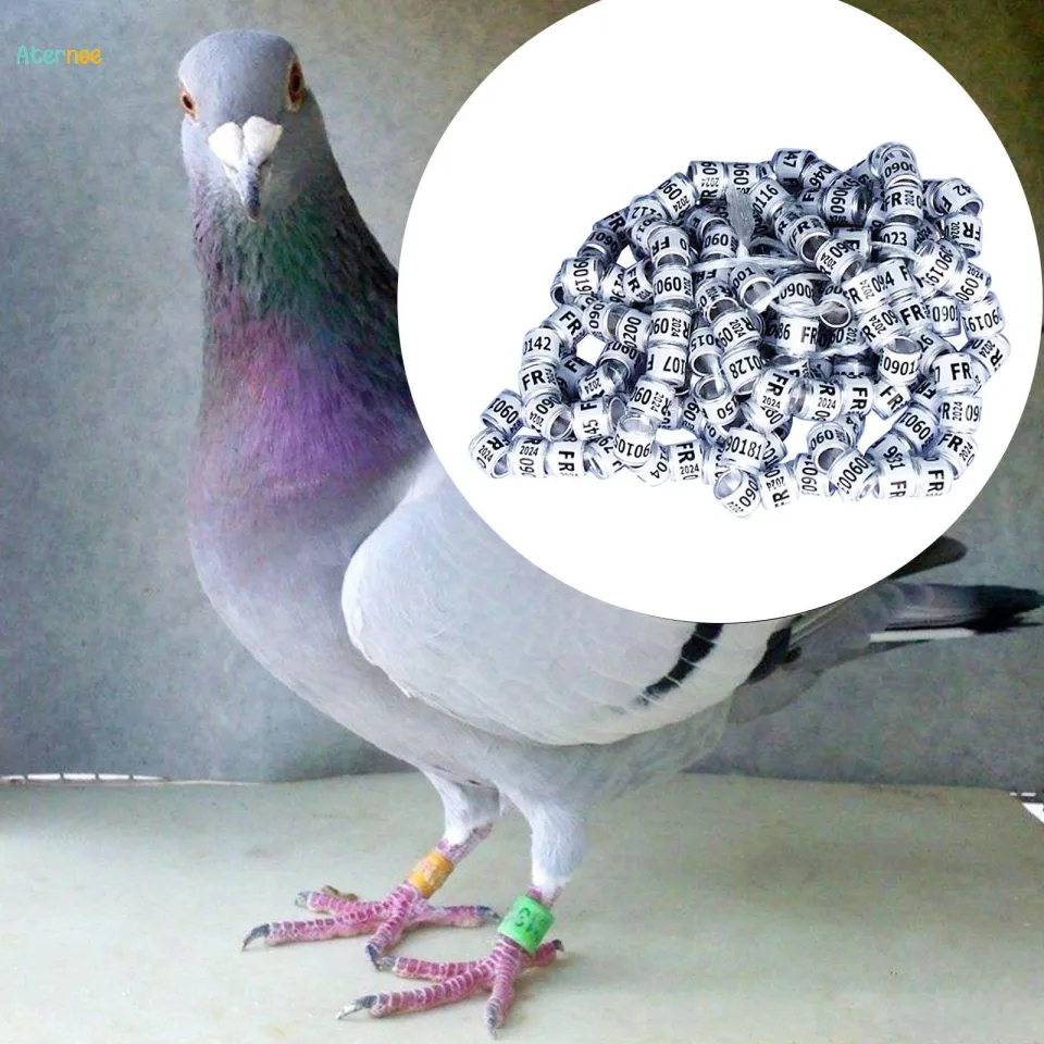 Dualoai 100 Pcs Pigeon Leg Rings - Aluminum Bird Foot Bands 8mm For Identification, Multi Color