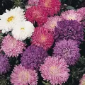 Aster Milady Mix Flower Seeds, Home Kitchen Gardening. 