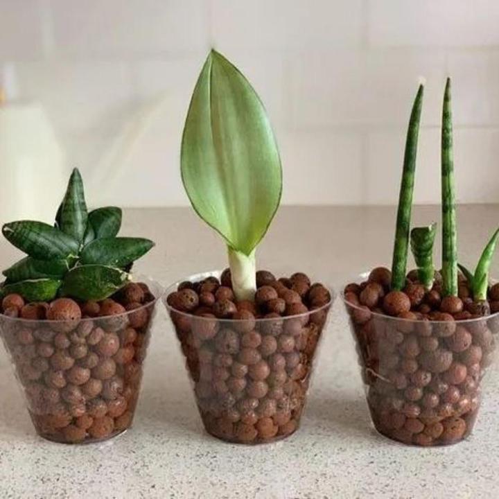 Clay Pebbles , Clay Balls  (10 MM size), lica Balls, Hydroponic clay balls Natural Clay Pebbles for Hydroponic & Aquaponics Growing, Orchid Potting Mix,  250 Gram & 500 gram