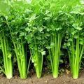 F1 Hybrid Coriander Seeds / Dhania Kitchen Garden Vegetable Seeds. 