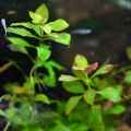 Ludwigia Repens Live Aquarium Plants / Low Tech Plants/ Aquatic plants. 