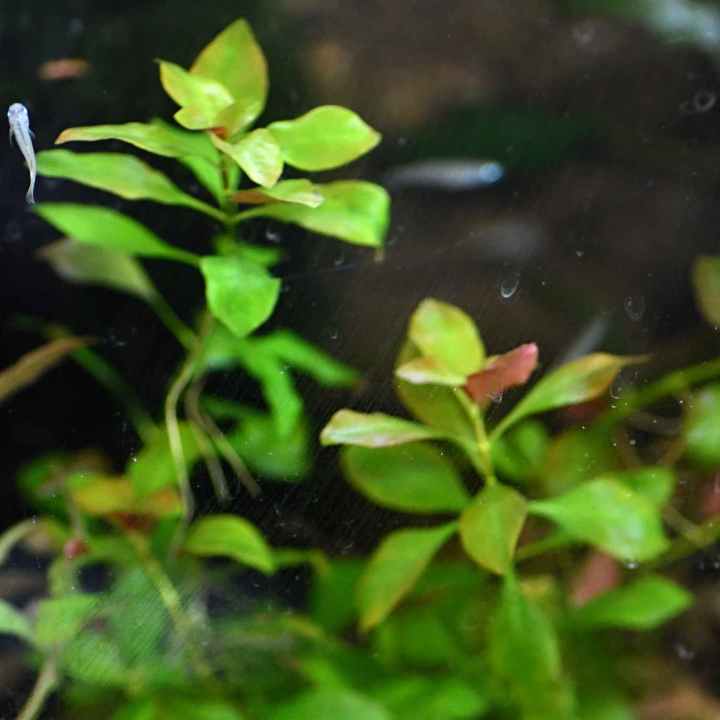 Ludwigia%20Repens%20Live%20Aquarium%20Plants%20/%20Low%20Tech%20Plants/%20Aquatic%20plants%20-%20Image%205