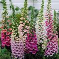 50+Seeds  - Digitalis Foxglove Foxy Mix Color Seeds - Home Kitchen Gardening Flower Seeds. 