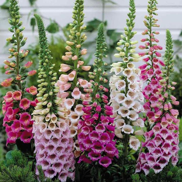 50+Seeds%20%20-%20Digitalis%20Foxglove%20Foxy%20Mix%20Color%20Seeds%20-%20Home%20Kitchen%20Gardening%20Flower%20Seeds%20-%20Image%202
