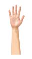 Henna Mehndi Practice Hand | Reusable practice mehndi hand | Mehndi Stencils High Quality Reusable Mehndi Practice Hand For Henna Practice - Bridal hand. 