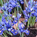 Pack of 5 Iris reticulata Flower bulb ll Dwarf Iris imported Bulbs. 