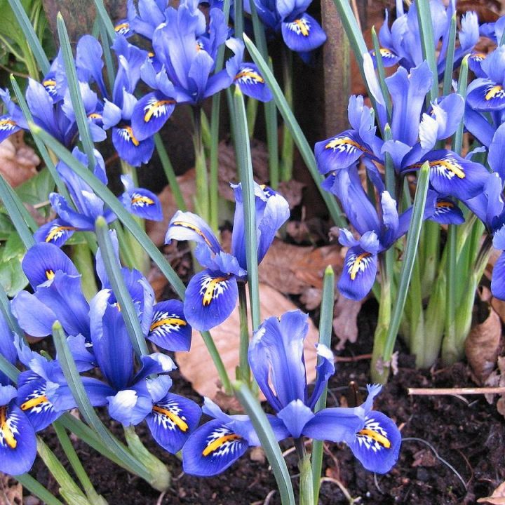 Pack%20of%205%20Iris%20reticulata%20Flower%20bulb%20ll%20Dwarf%20Iris%20imported%20Bulbs%20-%20Image%204