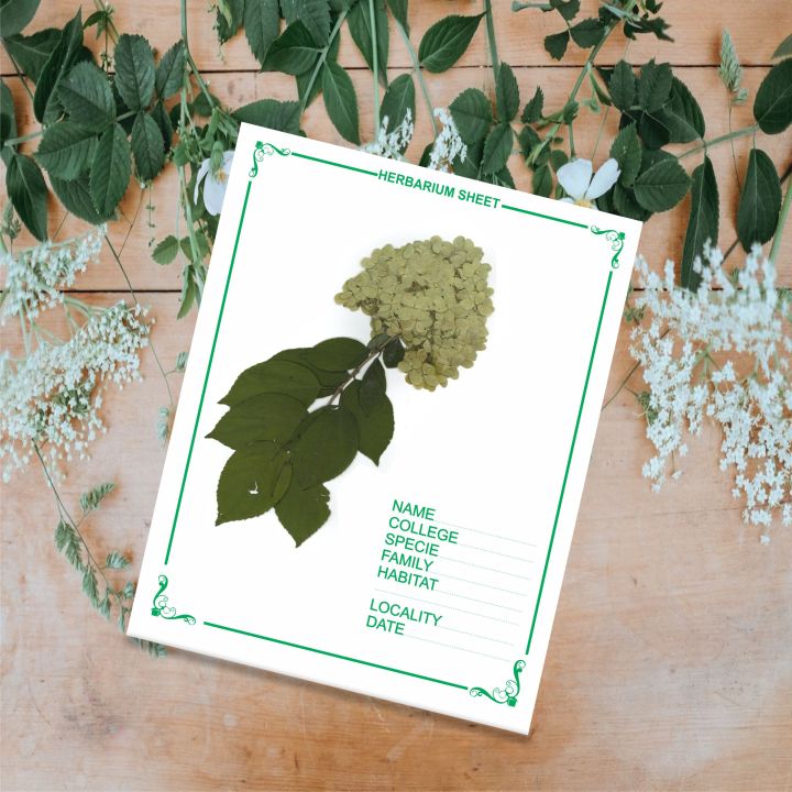 Herbarium%20Sheets,%20Herbarium%20File,%20Pack%20of%2012%20Herbarium%20Sheet%20-%20Image%202