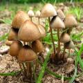 Psilocybin Mushroom Seeds. 