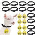 Goat Neck Tags + Collar Set ( Plan Tags no Numbering Mention ) Kisi Bhi Marker Se Ap Number Lihk Sahkte Hain. 