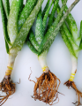 Aloevera Rooted Live Plant Without Pot | Fresh & Healthy Antibacterial Mini Plant. 
