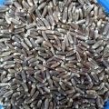 Organic Black Wheat For Eating & Cooking 500 gm. 