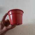 Small red planter pot, best for seedling with cocopeat, Mini Plastic Flower Pot Planters for Succulents and cactus. 