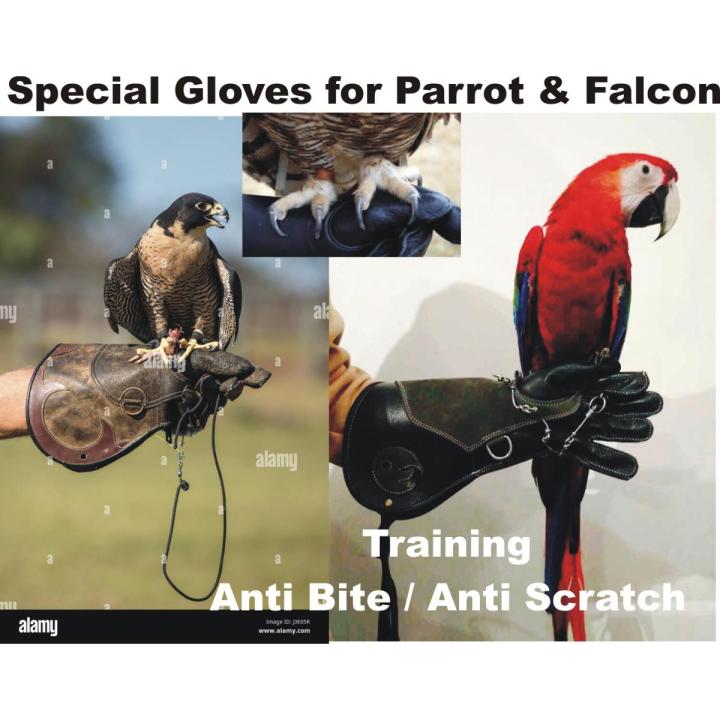 Falconry / Parrot Gloves  Leather Forest Outdoor Sports Game  Eagle Birds Hawk speical Gloves wholesale price from Sialkot factory
