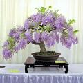 Bonsai Wisteria Tree Seeds Purple Flowering Plant Home Garden Landscaping. 