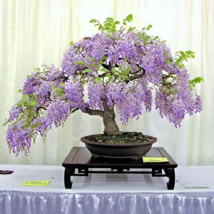 Bonsai Wisteria Tree Seeds Purple Flowering Plant Home Garden Landscaping