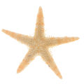 Sea shells size:0.5-3cm 100pcs Mini Starfish Craft Decoration Natural Sea Stars. 