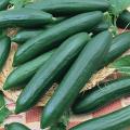 F1 Hybrid Cucumber (کھیرا,Khera) Seeds For Kitchen Gardening. 