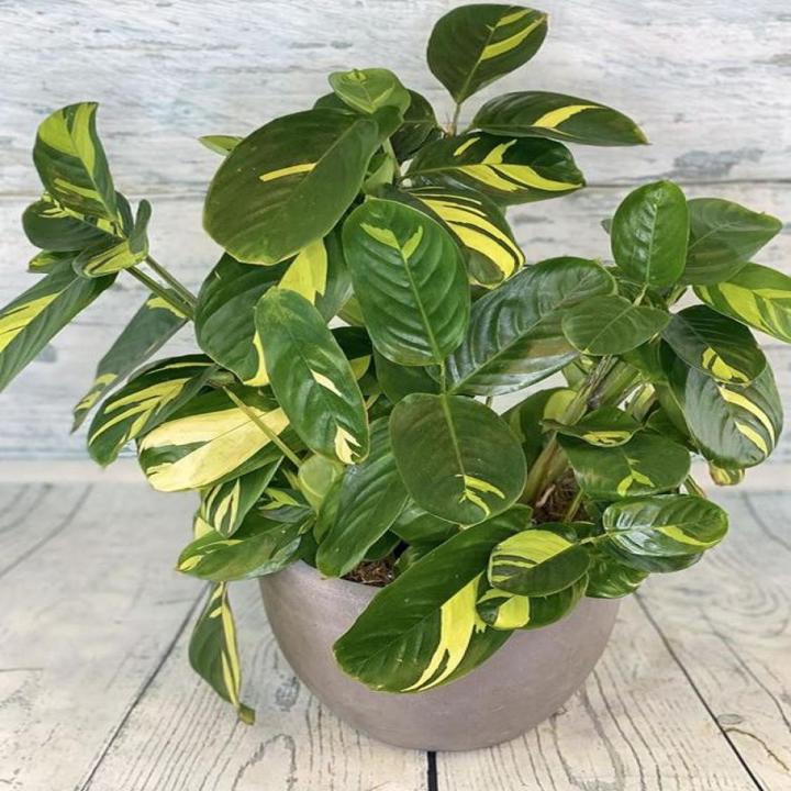 Lubbersiana Prayer Plant Seeds