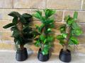 Breezy Tall Fiddle Leaf Fig Tree in Pot - Decorative Indoor Plant. 