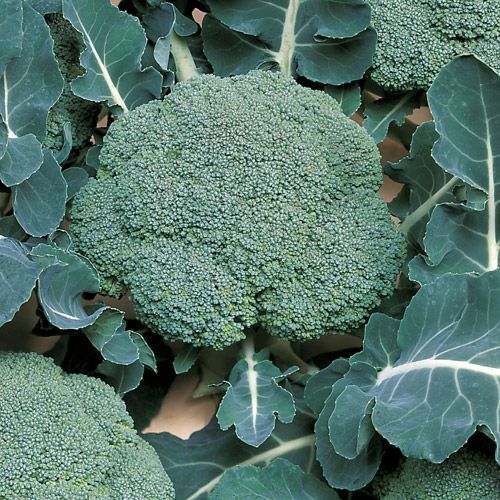 Hybrid F1 Broccoli Seeds - Home Kitchen Gardening Vegetable Seeds