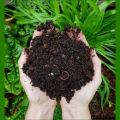 Premium organic vermicompost for lawn ,garden etc by Plantopia. 