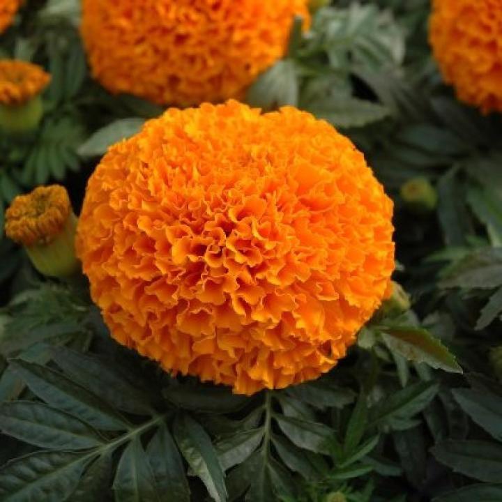 Marigold%20Hybrid%20Inca%20F1%20Orange%20Winter%20Flower%20Seeds%20-%20Image%204