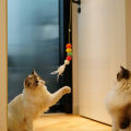 【Happier】Hot selling Pet Supplies Cat Cat Toys 6pc Interactive Cats Toy Elastic Cat Scratch Rope Retractable Door Hanging Mouse Funny Self-hey Catnip Toys Pet Playing. 