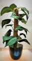 Artificial Plant & Black Pot. 
