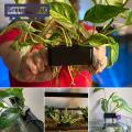 Green forest Fish Tank Frame Rack Slotted Design Plant Cup Pot Hydroponic Rack. 