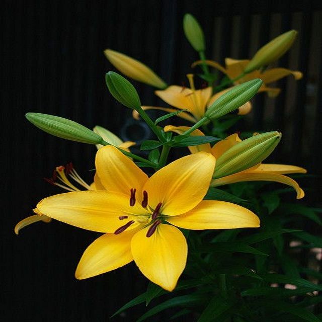 Golden%20Lily%20Flower%20Seeds%20-%20Image%202