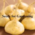 50 Seeds Maca_(lepidium meyenii,Peruvean Ginnseng)Men Boosting energy, its powder is a popular supplement among bodybuilders and athletes. 