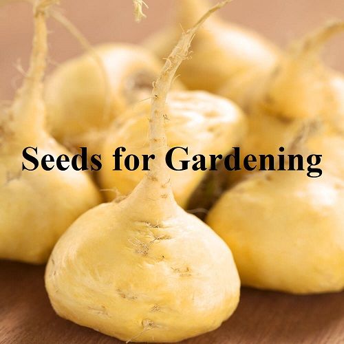 50%20Seeds%20Maca_(lepidium%20meyenii,Peruvean%20Ginnseng)Men%20Boosting%20energy,%20its%20powder%20is%20a%20popular%20supplement%20among%20bodybuilders%20and%20athletes%20-%20Image%202