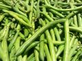 Green Fresh Frash Beans Kitchen Gardening Summer Vegetable Hybrid F1 Seeds. 