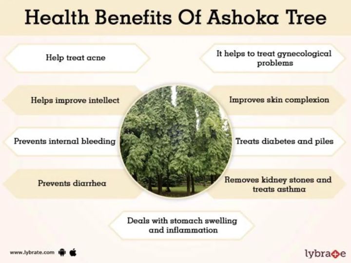 ASHOKA%20BARK%20POWDER%7CASHOKI%20CHAL%7C250%20GRAM%20-%20Image%204