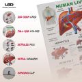Human Liver Wall Chart | Wall Poster for Science Labs and Healthcare Clinics | HD pictures Printed on 200 grams Laminated Card 23*36. 