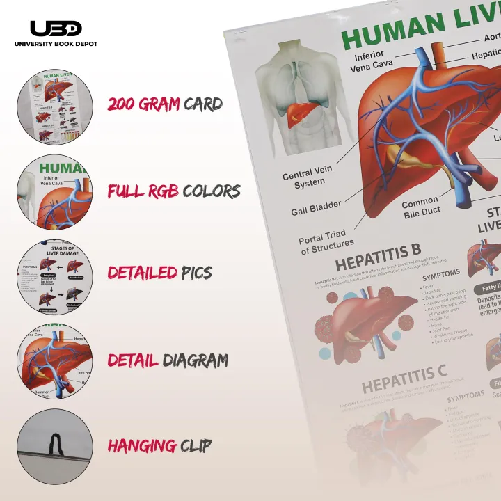 Human%20Liver%20Wall%20Chart%20%7C%20Wall%20Poster%20for%20Science%20Labs%20and%20Healthcare%20Clinics%20%7C%20HD%20pictures%20Printed%20on%20200%20grams%20Laminated%20Card%2023*36%20-%20Image%203
