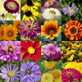 Exclusive Pack- 10 Different Varieties Summer Season Flower Seeds. 