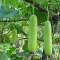 F1 bottle gourd (Lamba Kaddu) Seeds – for Home Kitchen Garden. 