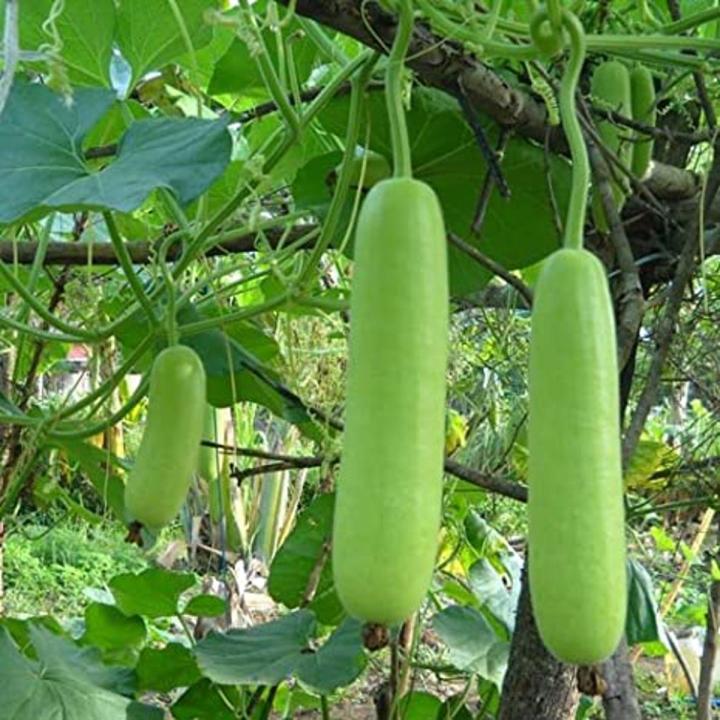 F1 bottle gourd (Lamba Kaddu) Seeds – for Home Kitchen Garden