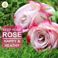 Flower Booster 800 gm Natural & Organic Fertilizer for bigger, More Beautiful Flowers & Roses. 