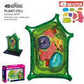 4D Vision Plant Cell Anatomy Model Learning Educational. 
