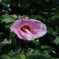 Minerva Hibiscus Flower Plant Seeds. 