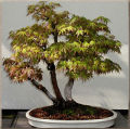 Rare Bonsai Ghost Maple Tree Seeds. 