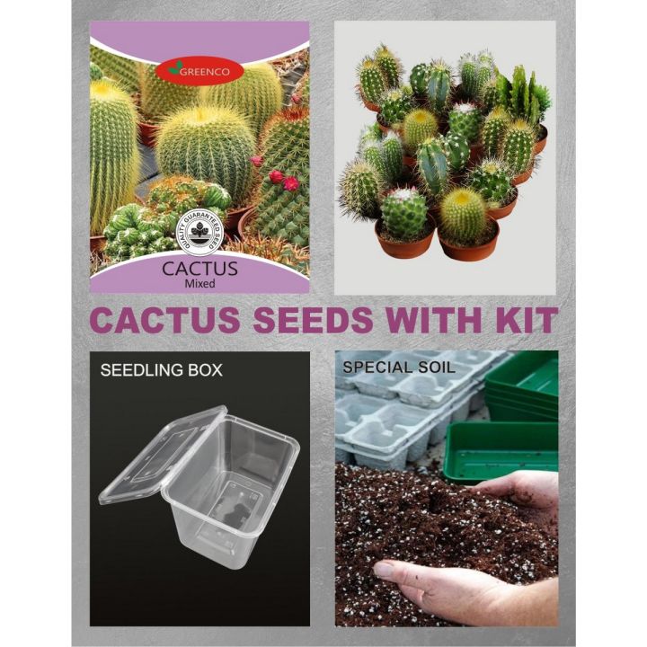 Cactus Seeds With Germination Kit Guaranteed Result