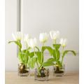 Rare Tulip Seeds- White. 