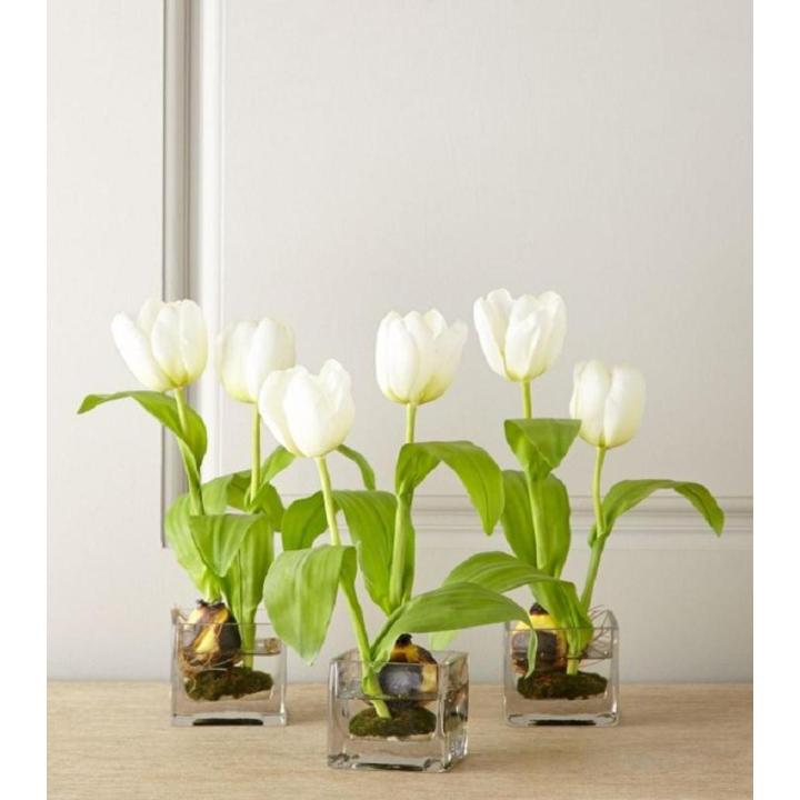 Rare Tulip Seeds- White