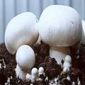 Button Mushroom Spawn Seeds. 